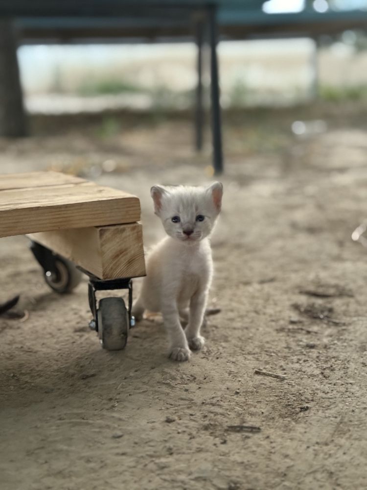 Котёнки бесплатно