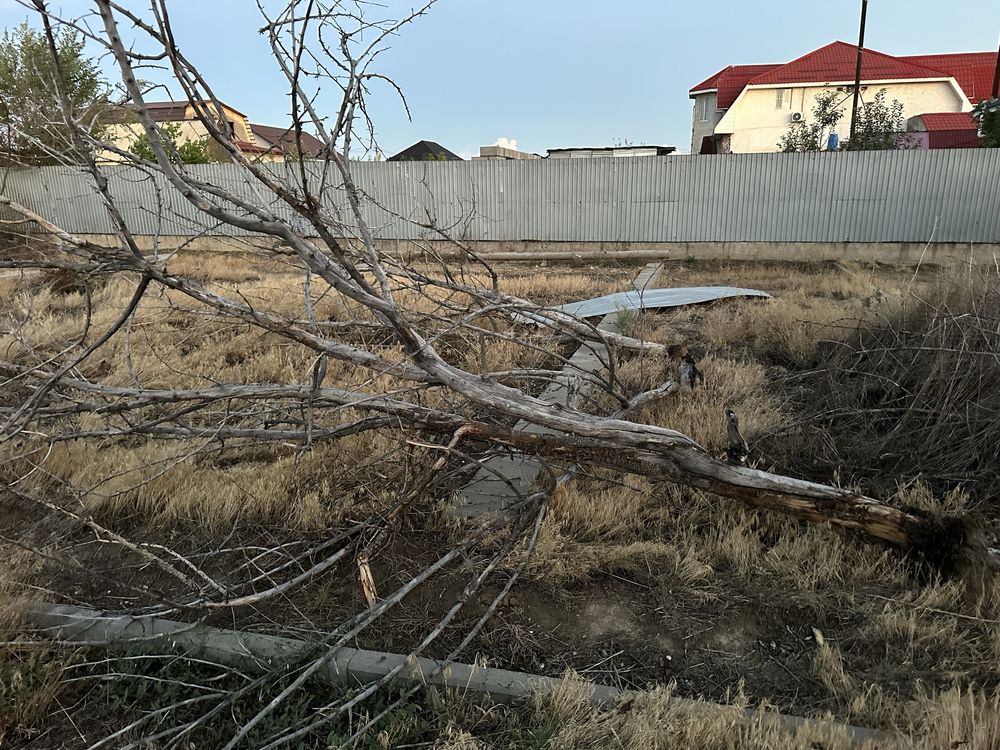 Дрова бесплатно.