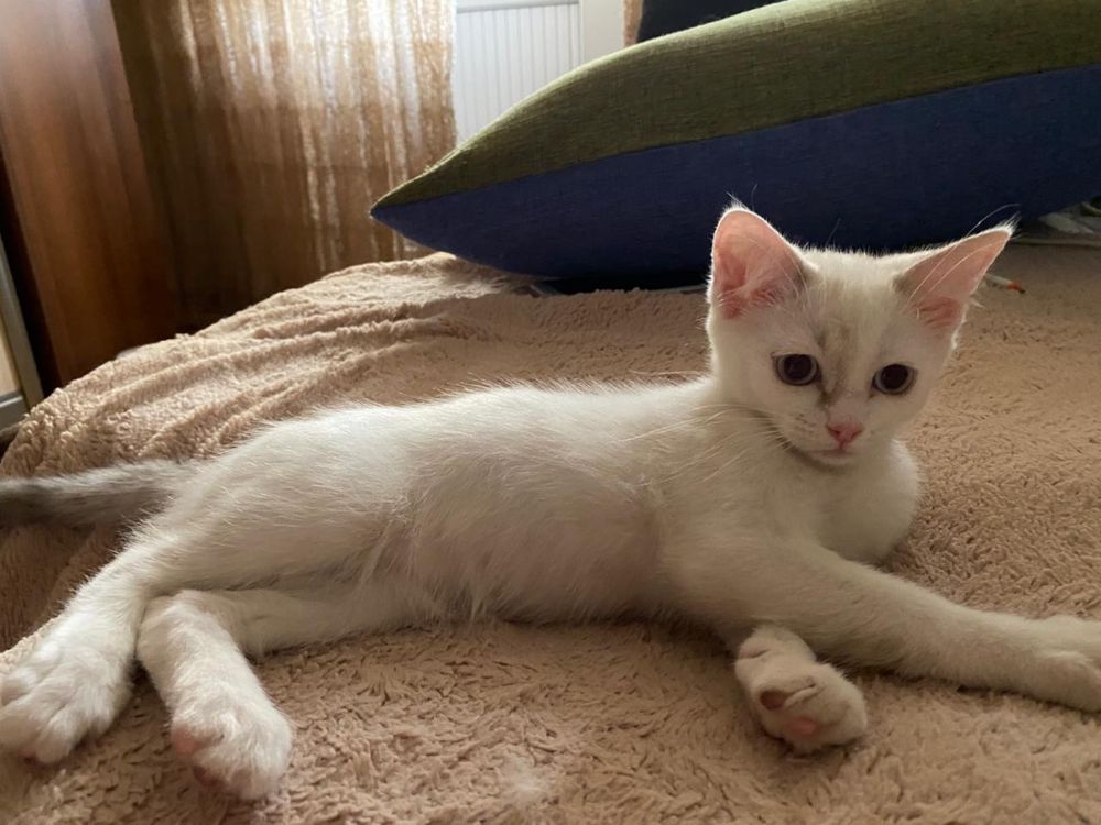 Котенок в добрые ручки