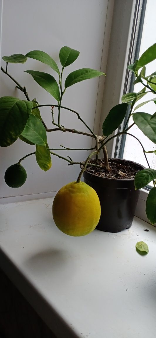 Продам домашний лимон