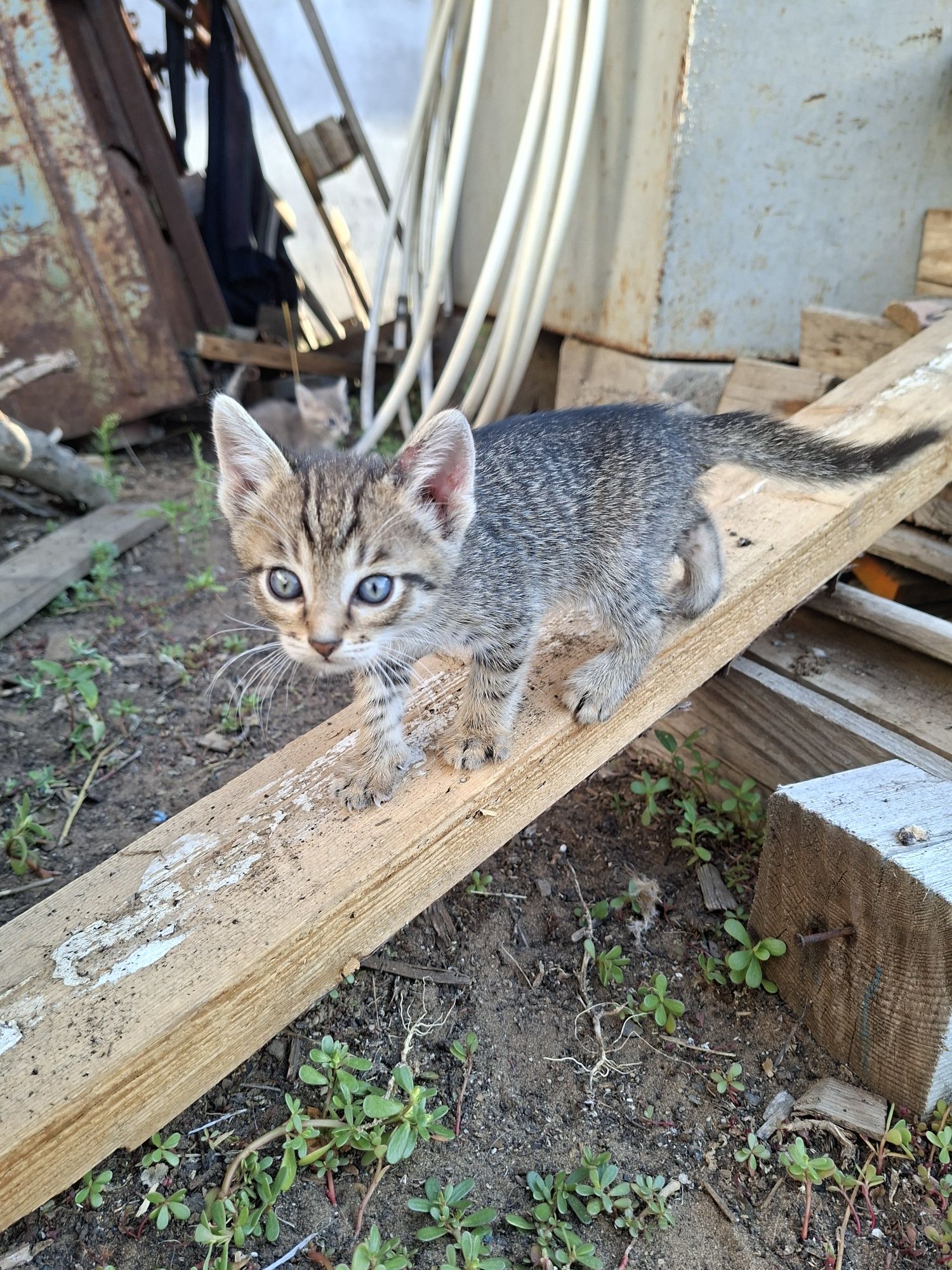 Отдам котят в добрые руки