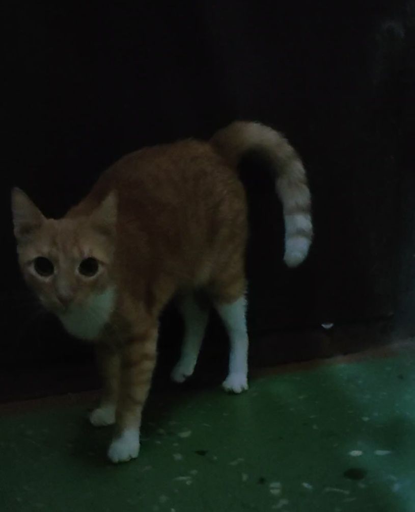Кот, котенок подросточек, кастрирован