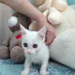 Котенокбесплатно