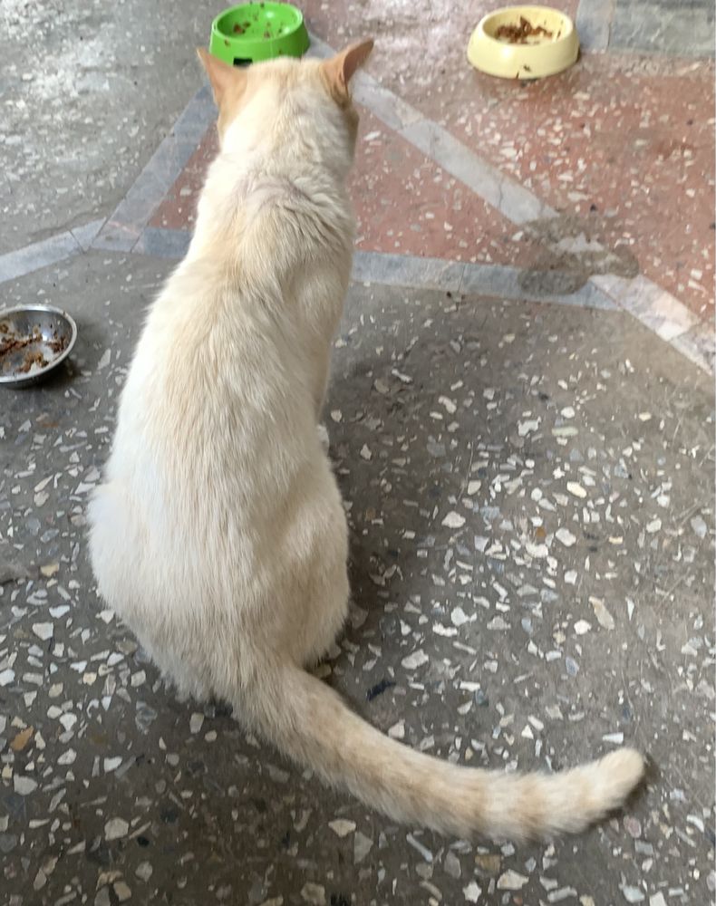 Котик ищет семью