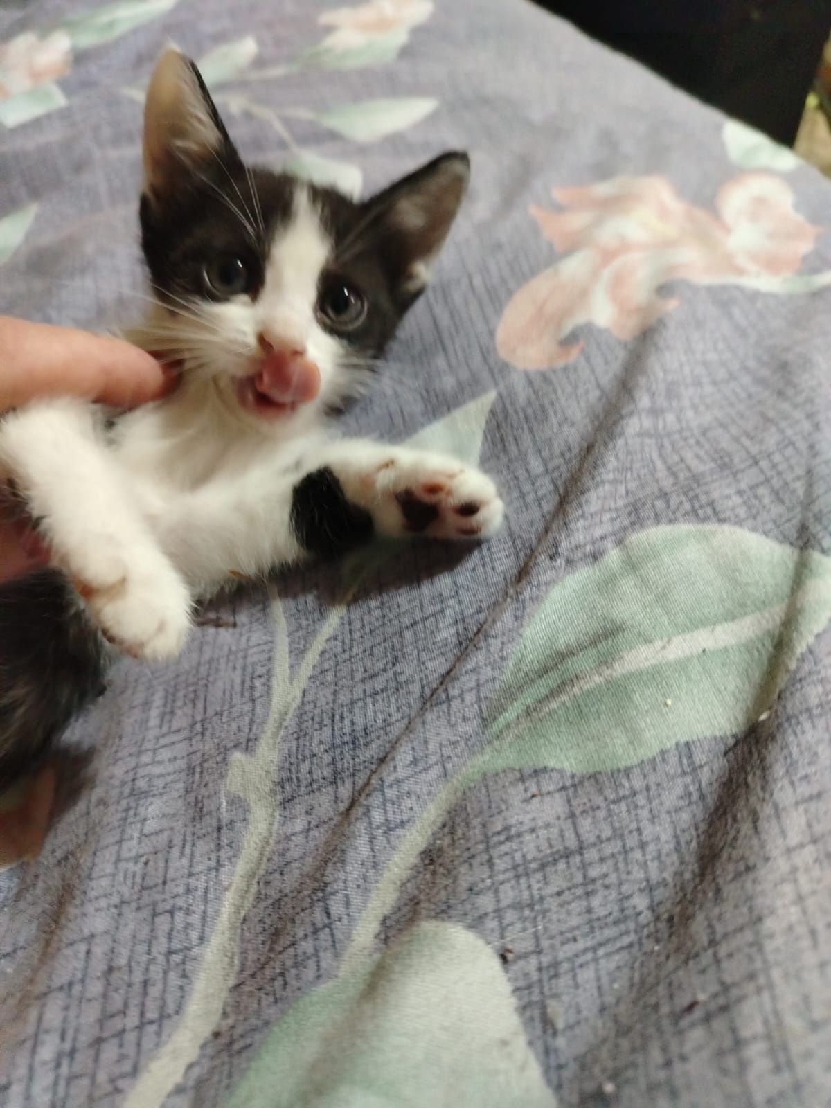 Отдам котенка, две девочки