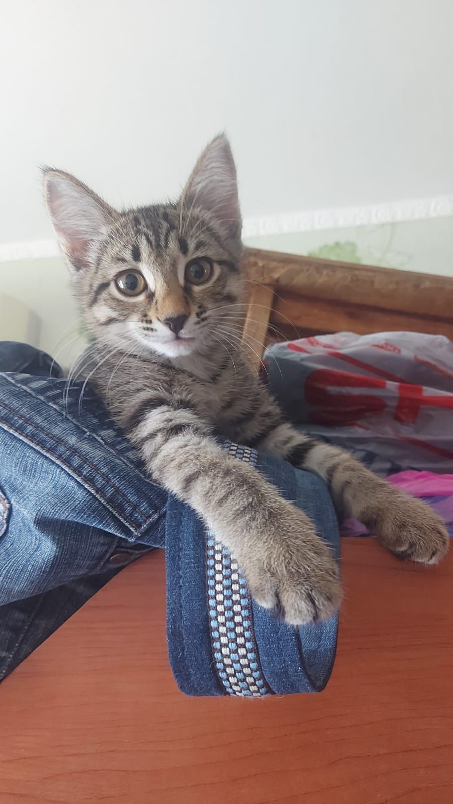 Котёнок девочка 2 месяца, на лоток уже приучена