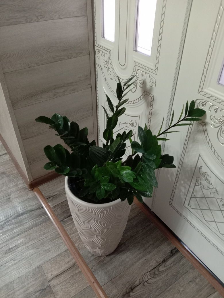 Замиакулькас продаю