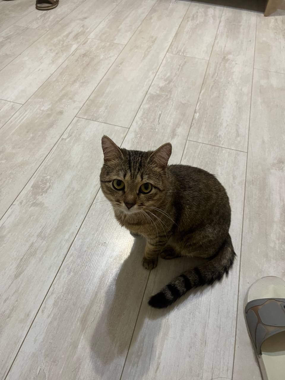 Пропал домашний кот