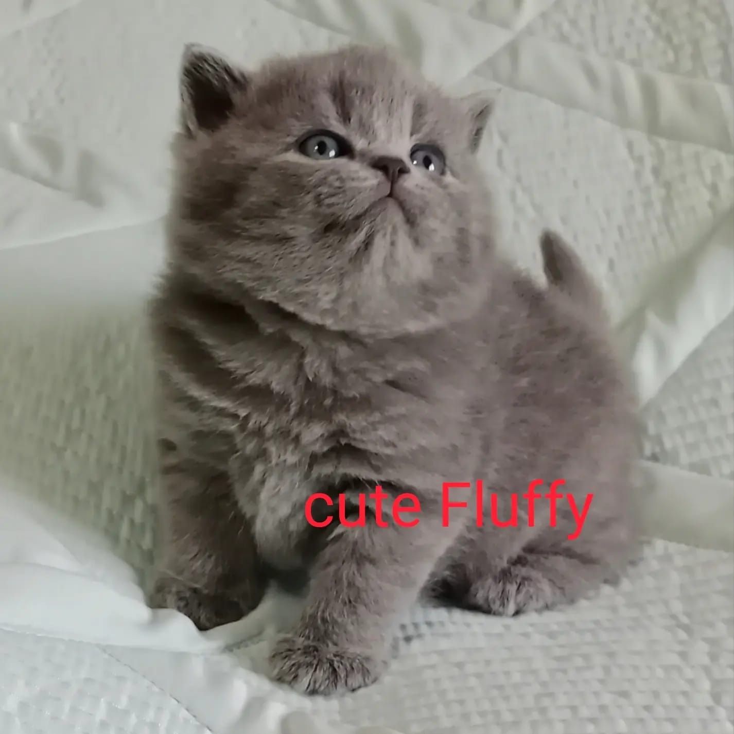Британцы чистокровные