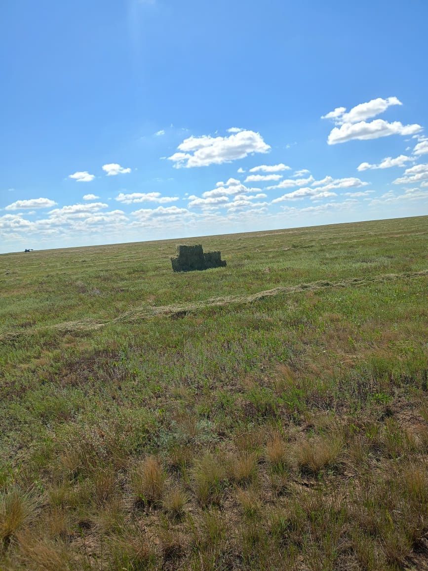 Сено  луговое в тюках