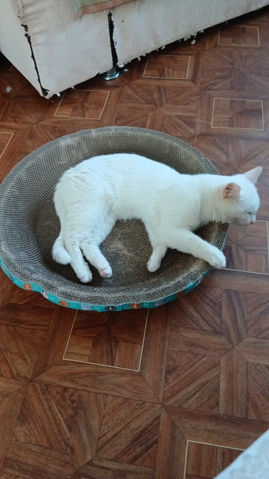 Отдам в добрые руки кастрированного котика