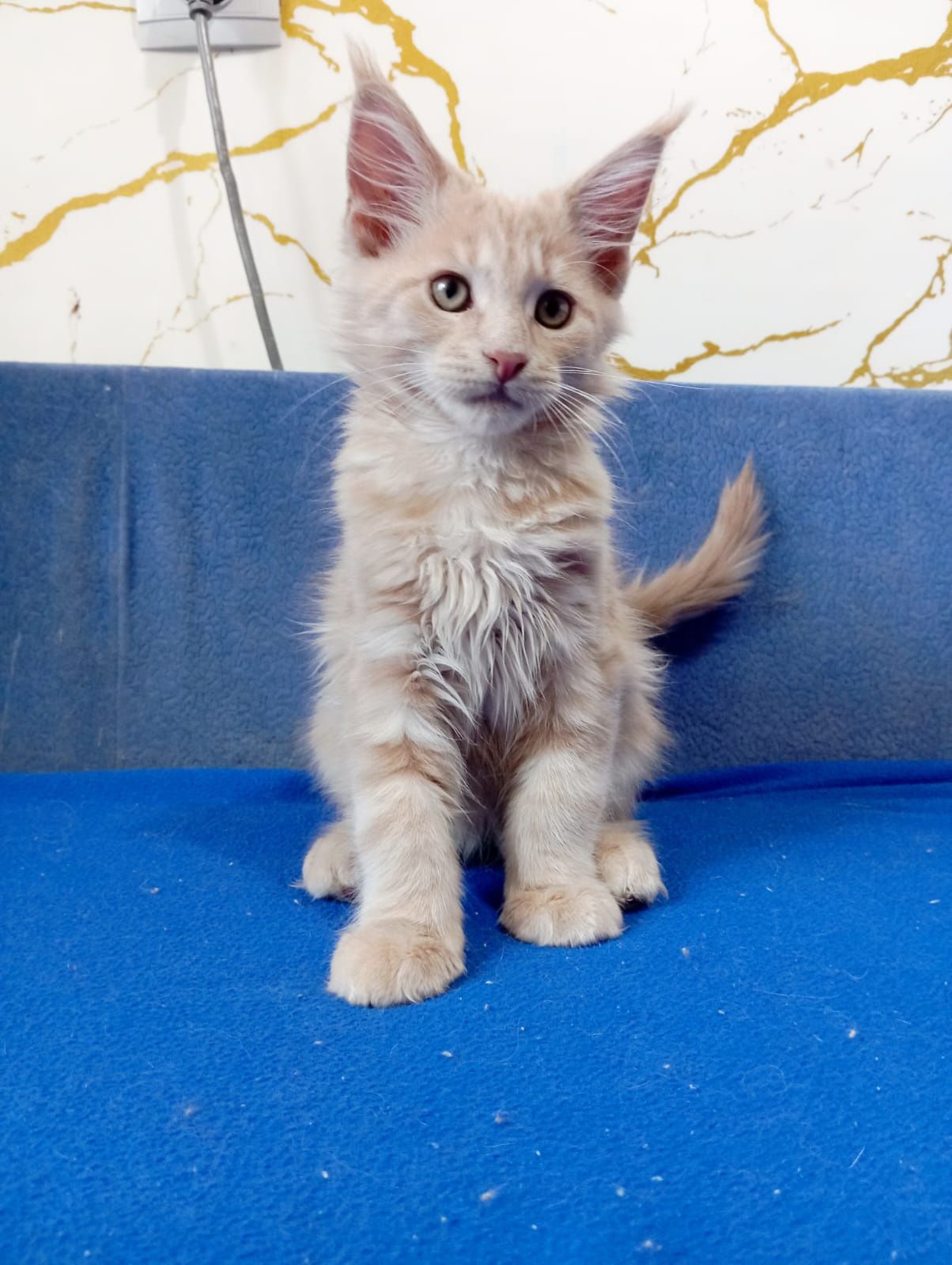 Мейн Кун котята , питомник
