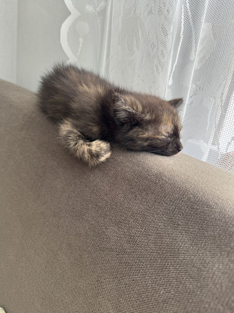Красивые  котята в добрые руки