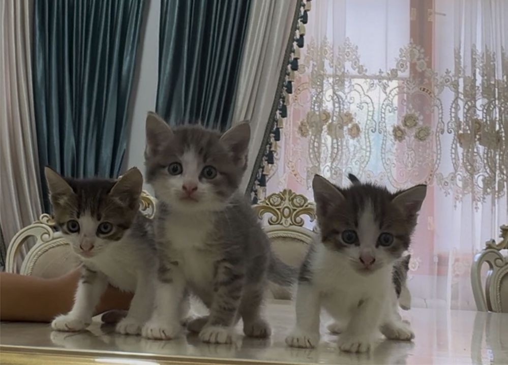 Отдаем добрых домашних котят