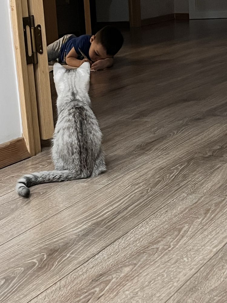 Котенок 7 месяцев