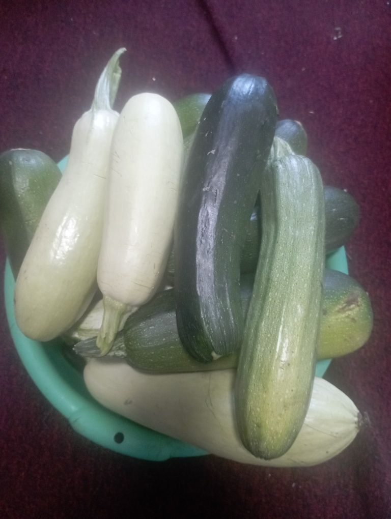 Продам домашние кабачки молодые