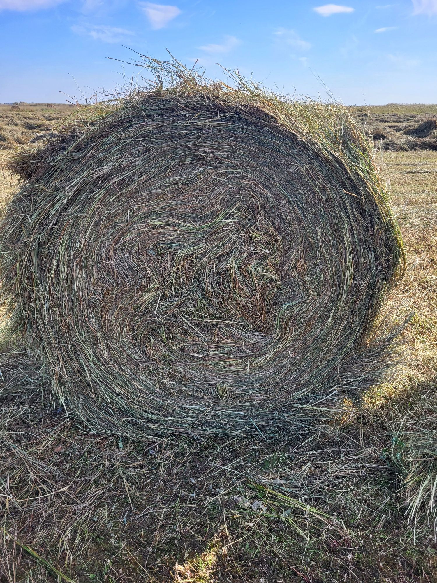 Сено шөп рулон мелкое разнотравье 120×120