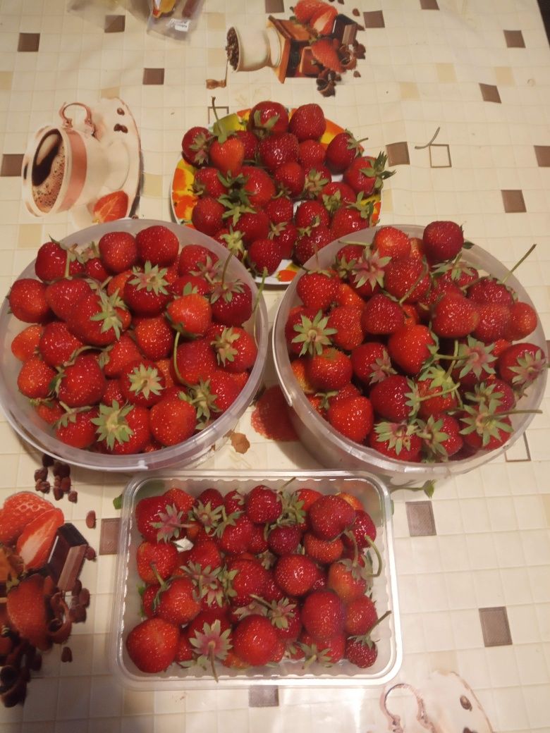 Продам усы клубники