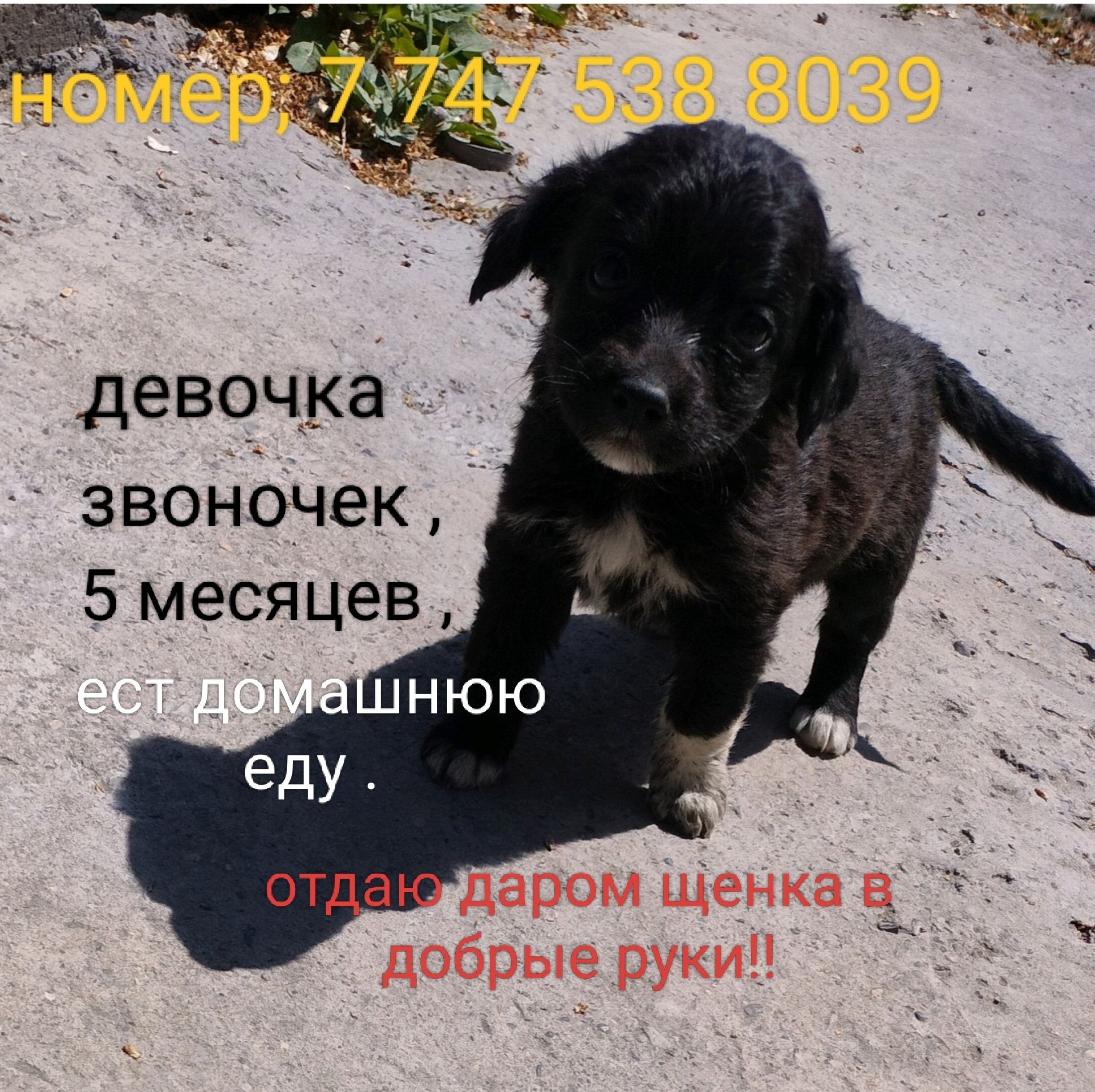 Отдаю щенка в добрые и ответственные руки
