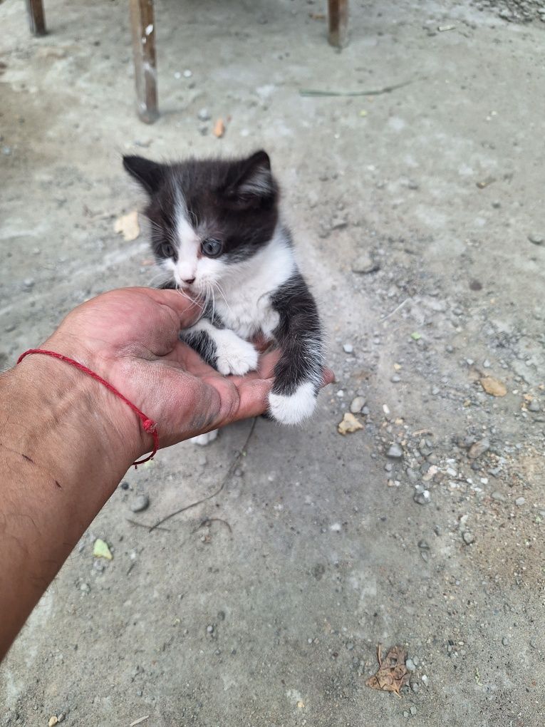 Отдам даром Котёнка
