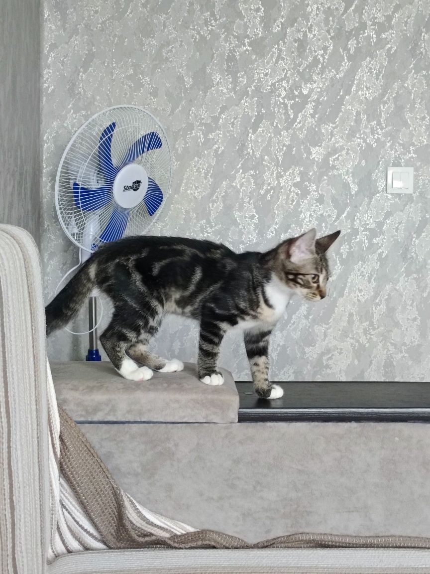 Продам кошку пародистую