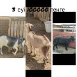 Қой ешкі сатылады. Маңғышылақ та