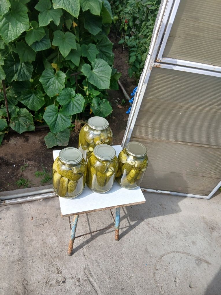 Огурцы солёные тепличные