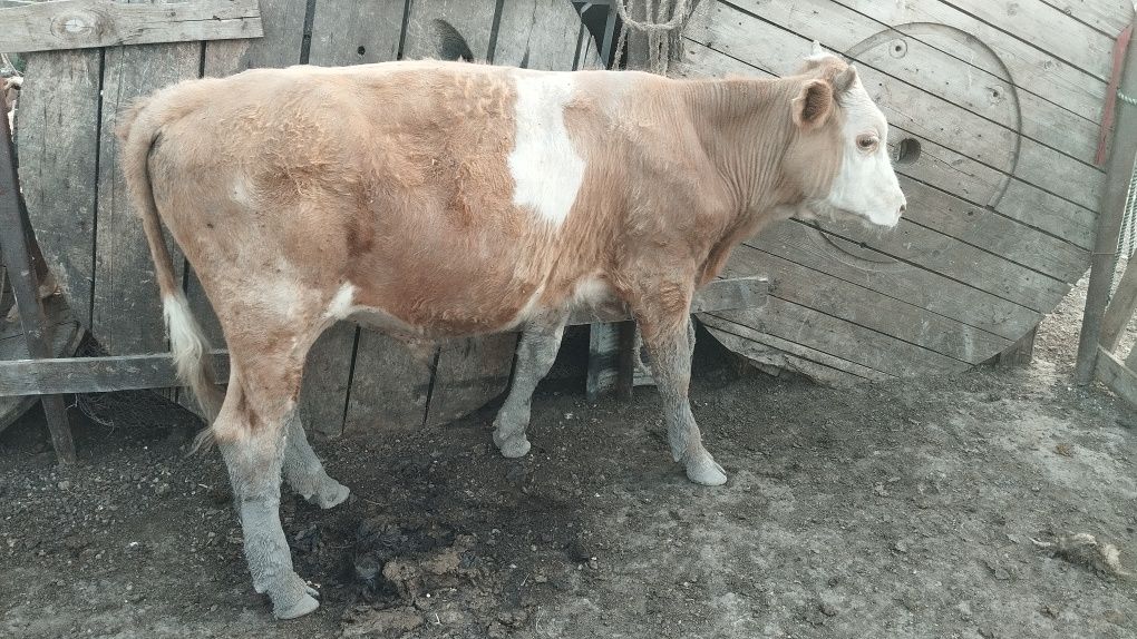 Продам. Сатылымда