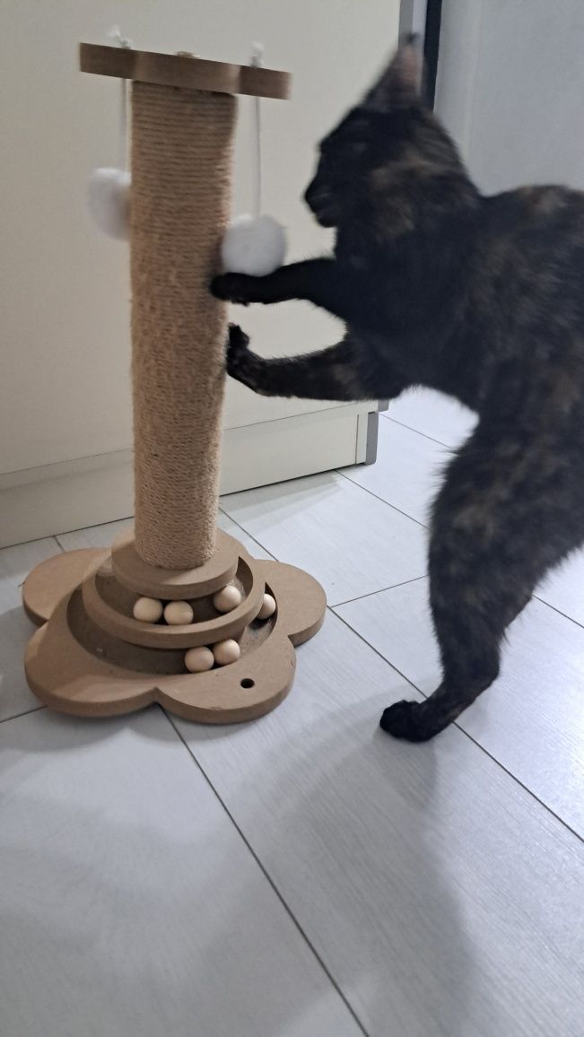 кошки отдам бесплатно