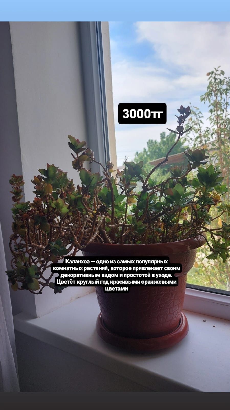 Үй гүлдері сатылады