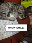 малышку в добрые руки