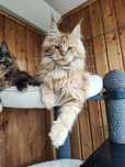 Котёнок Мейн кун