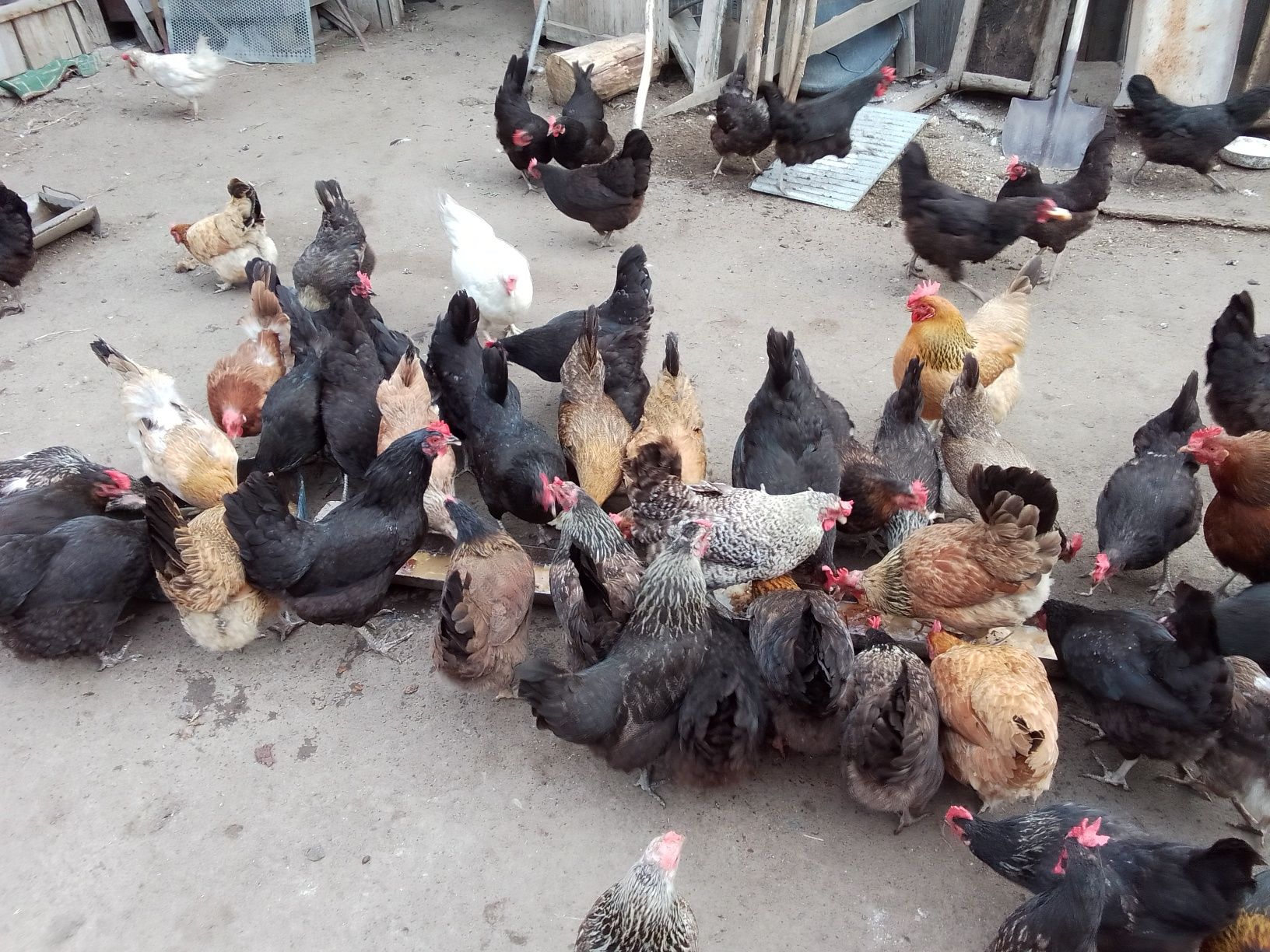 Продаются домашние куры