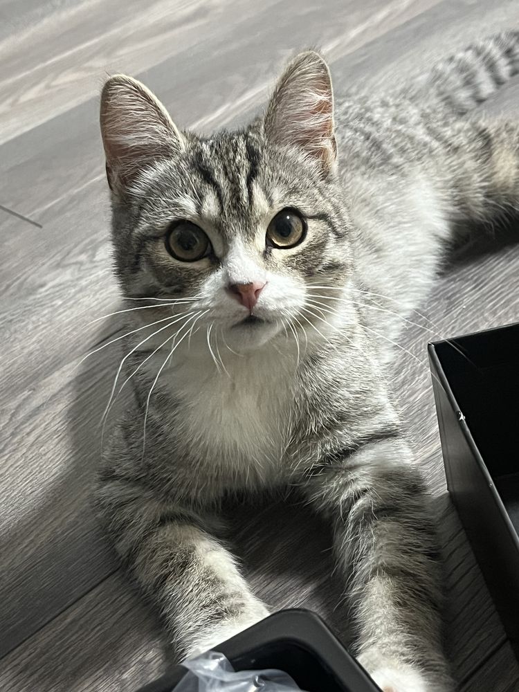 Отдам кота в добрые руки