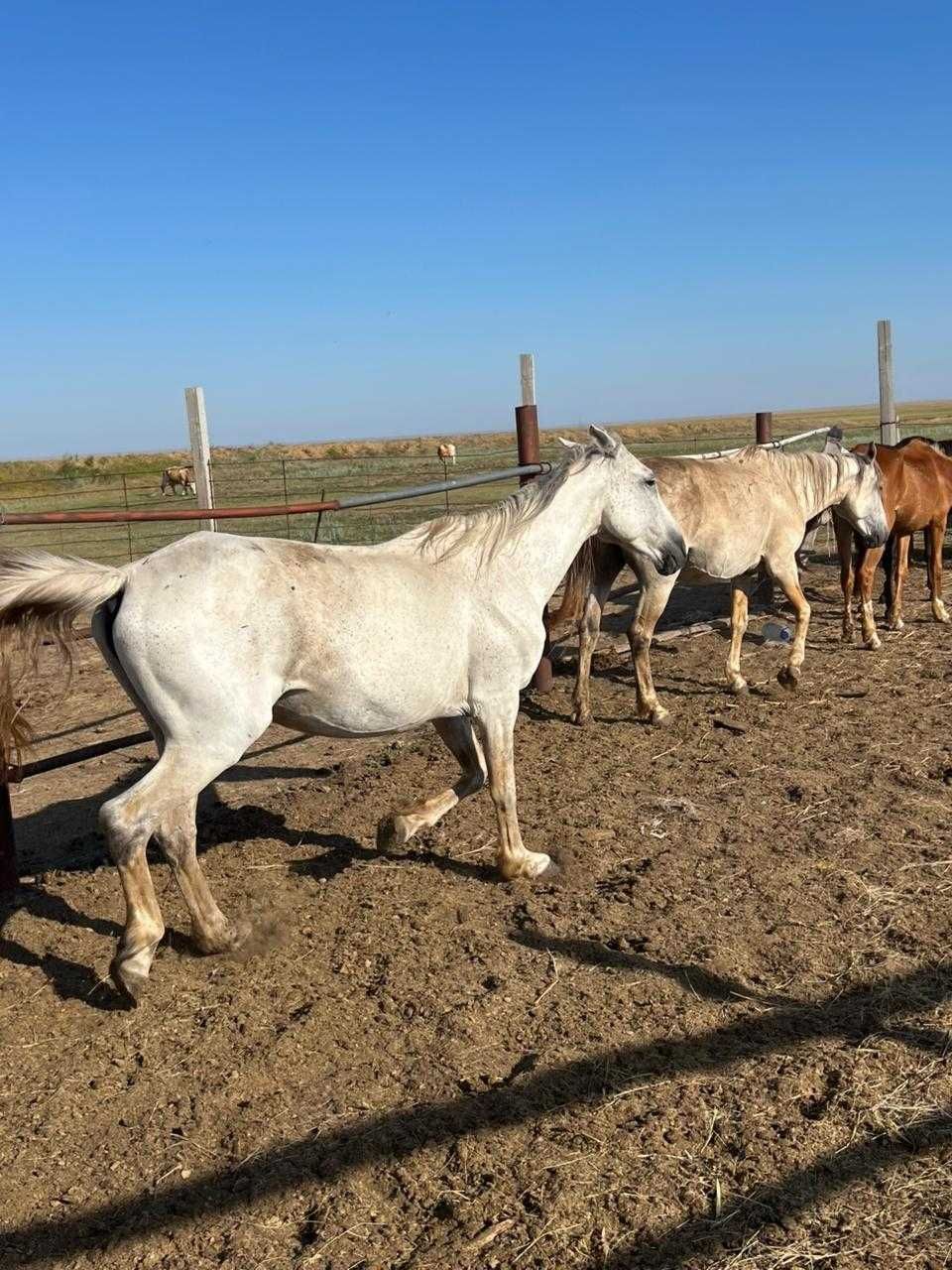 Продажа породистых лошадей