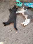 Отдам котят даром