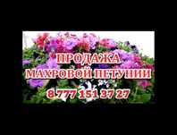 Продам махровую петунию