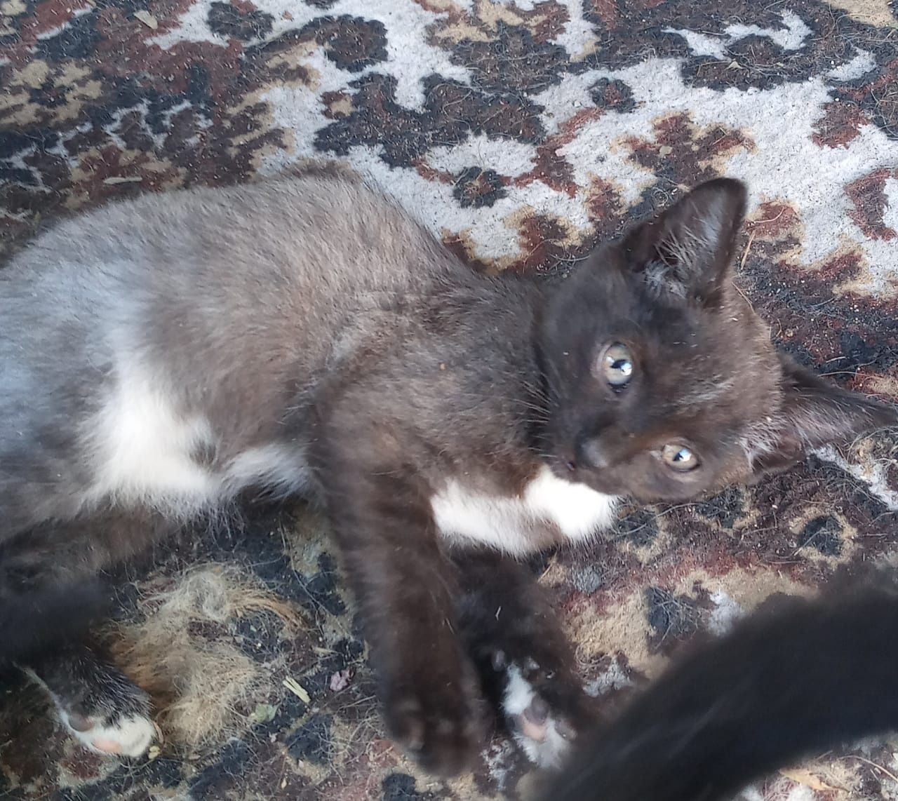 Котята ищут семью.