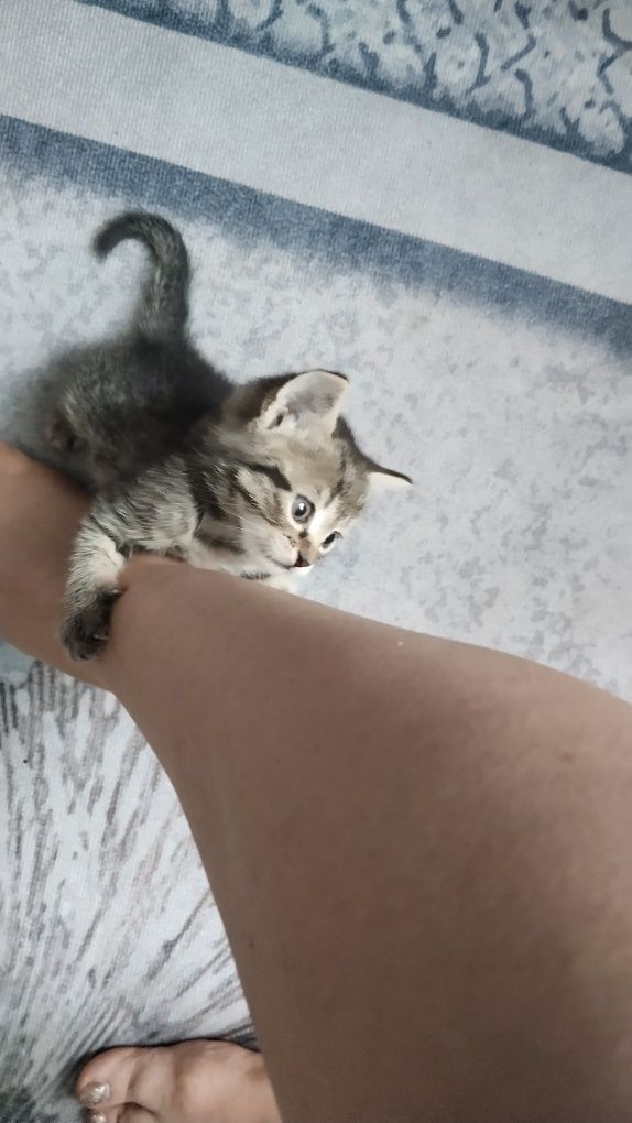 Отдам котенка девочка