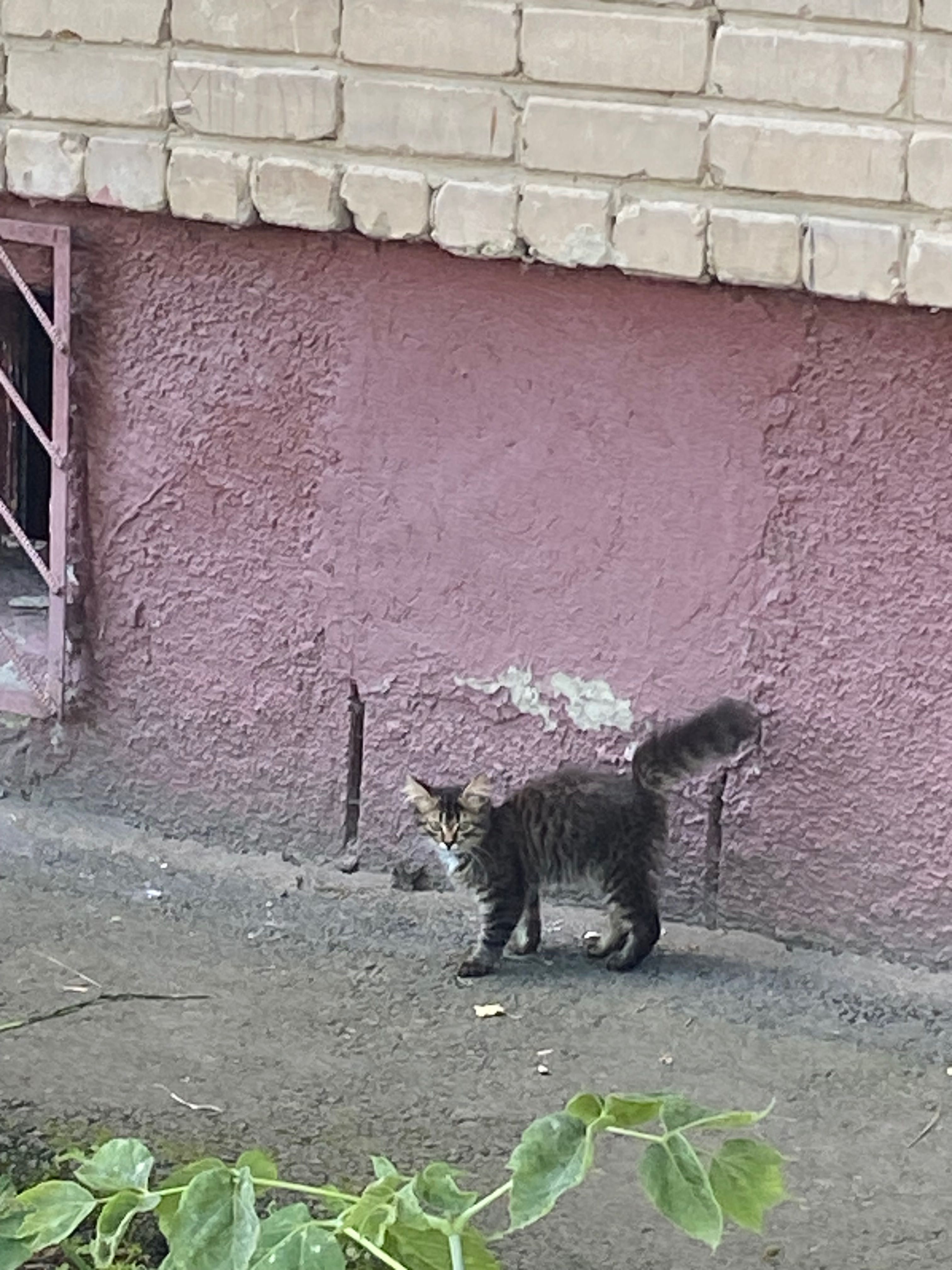 Котик пушистик в добрые руки