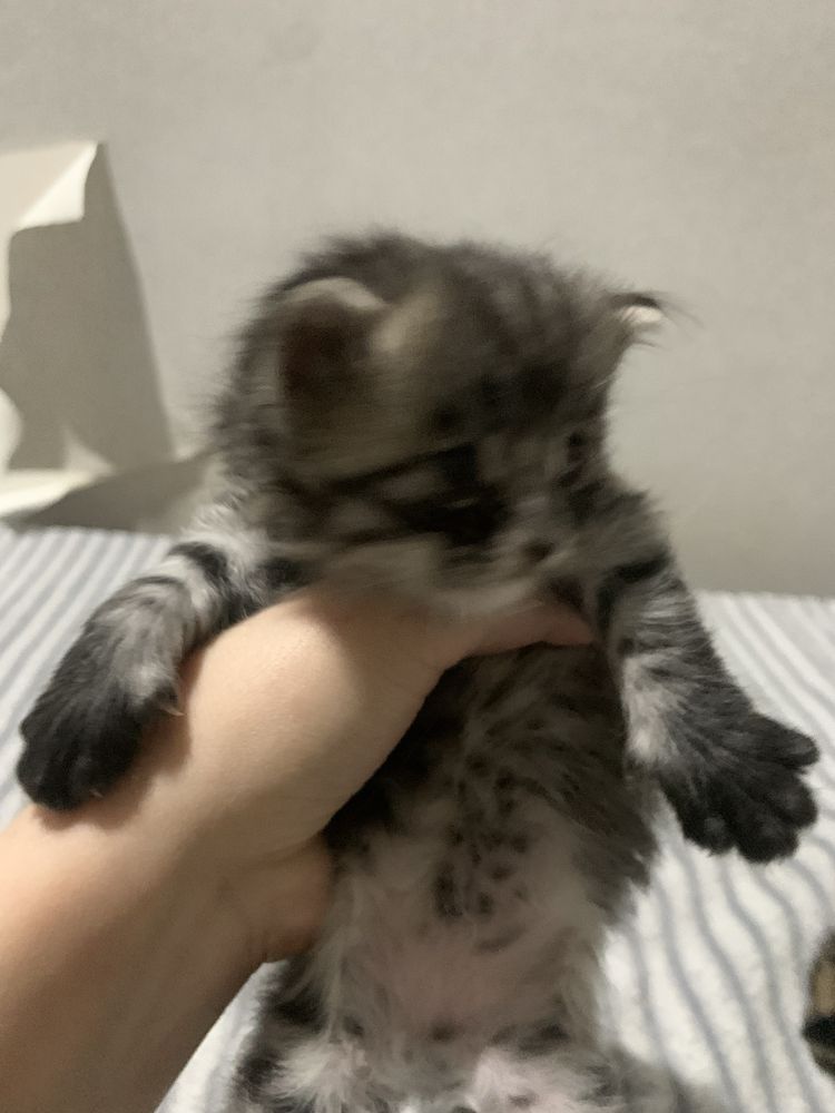 Котята ищут дом