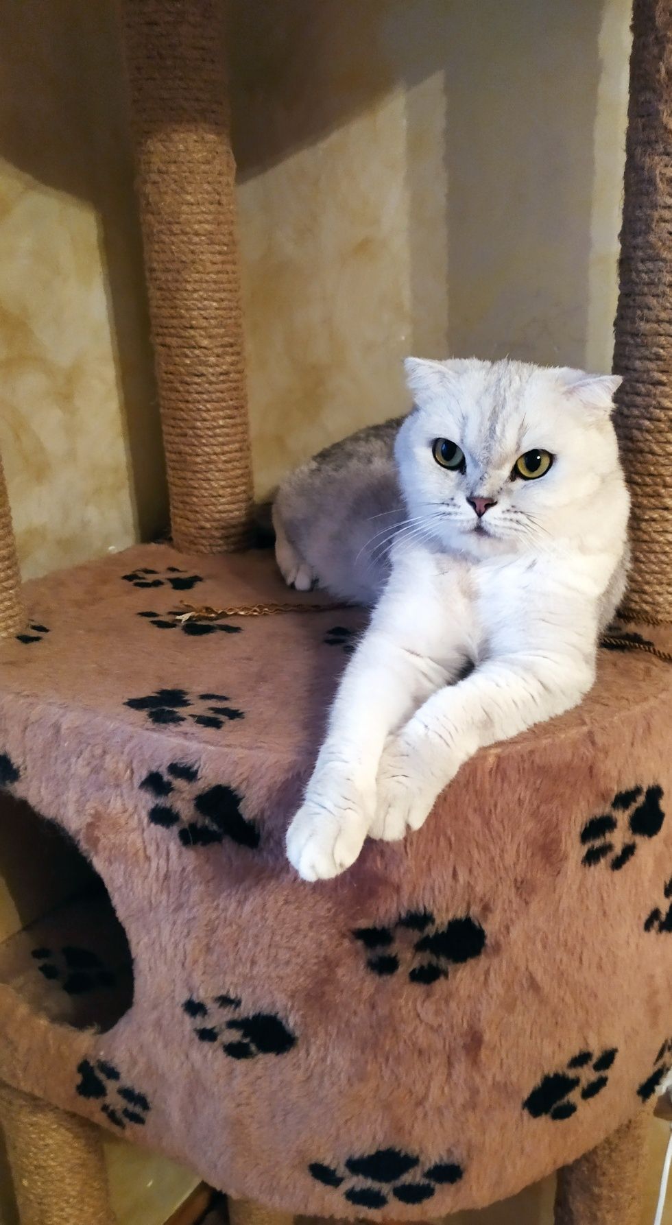 Кошка  с родословной