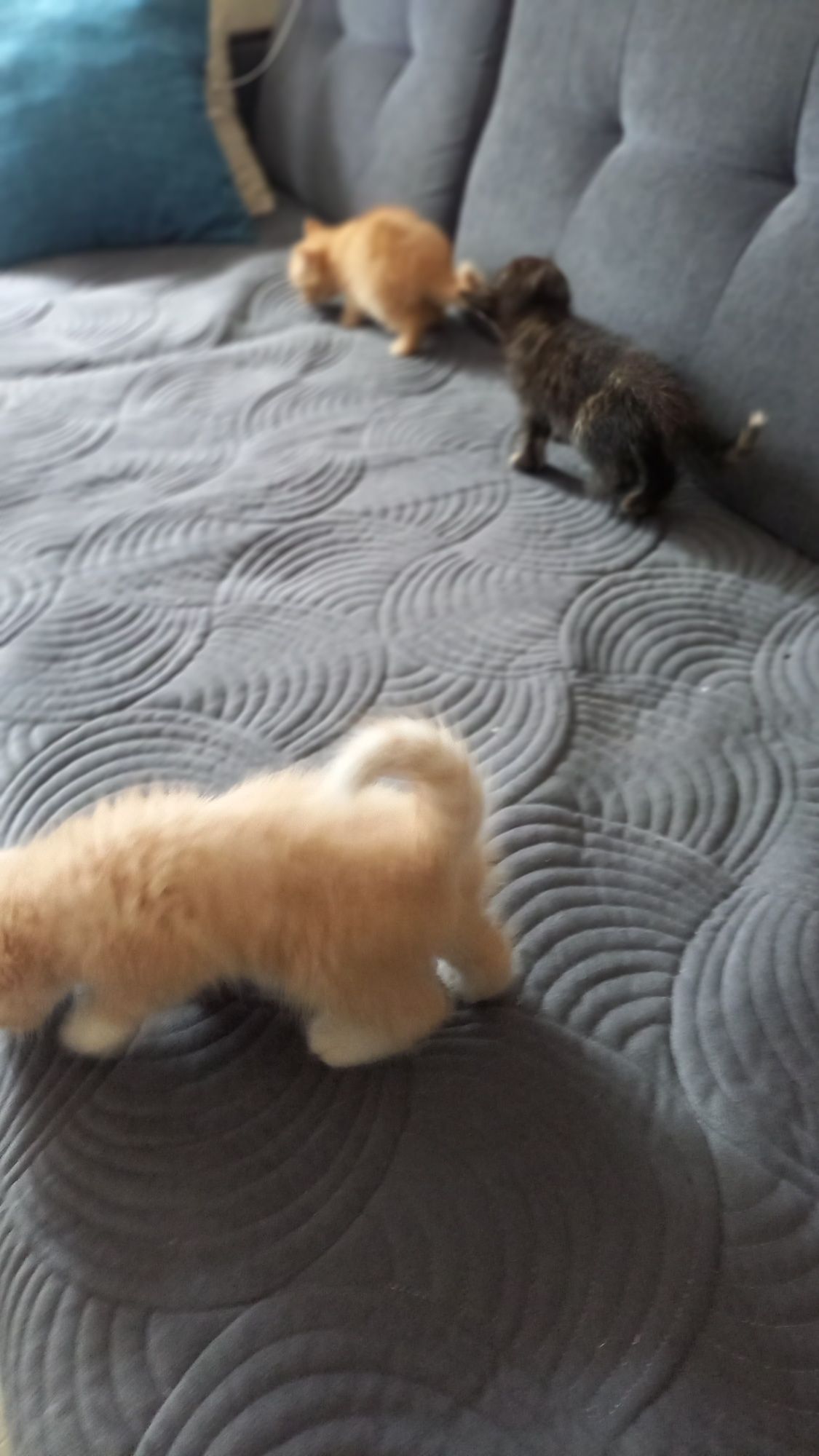 Отдам котят в заботливые руки