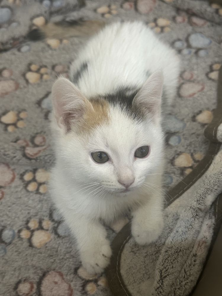 Котята-девочки. В очень хорошие руки.