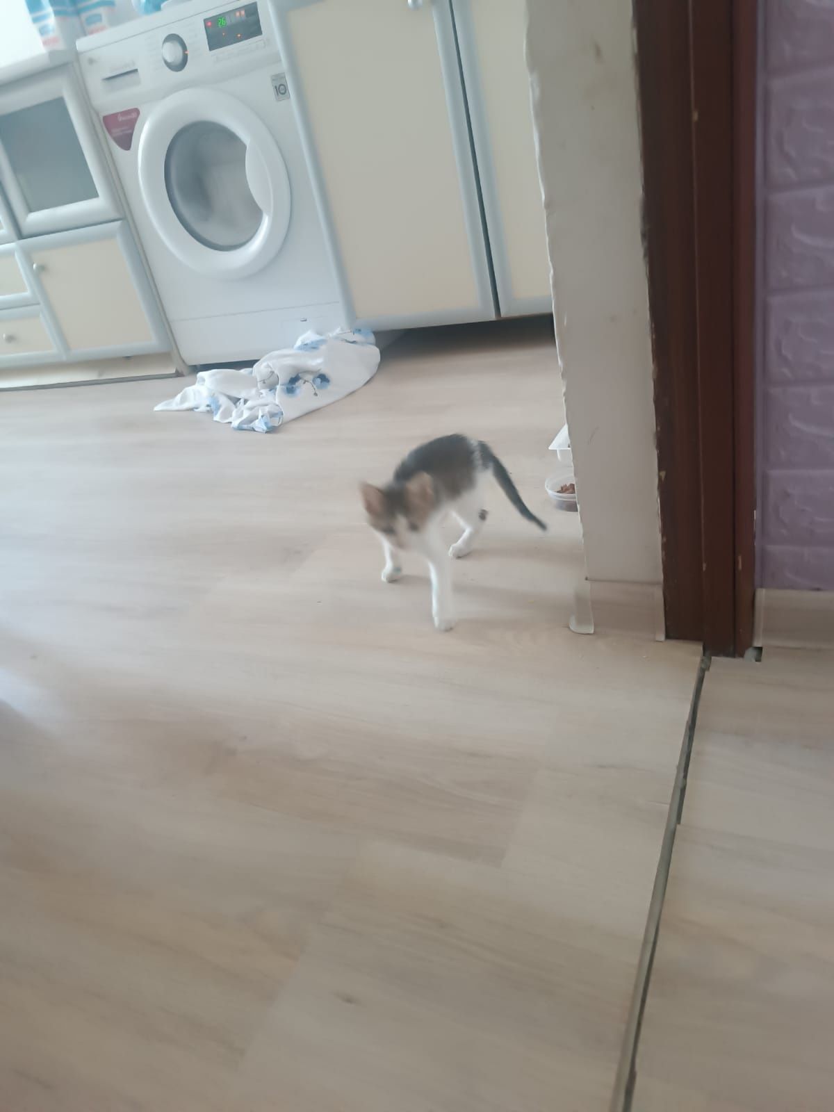 Котёнок ищет дом