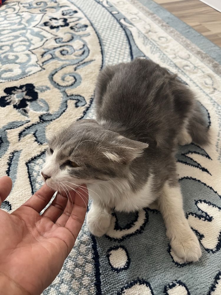 Мысық марғау . Котенок