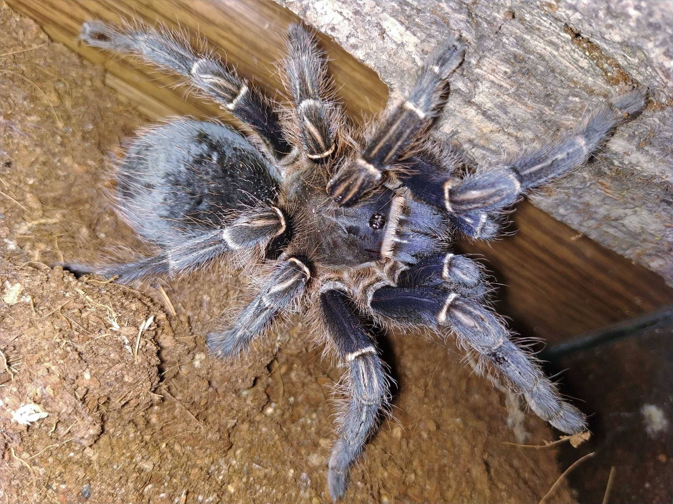 Aphonopelma seemanni (blue form) \ Паук-птицеед (Самка)