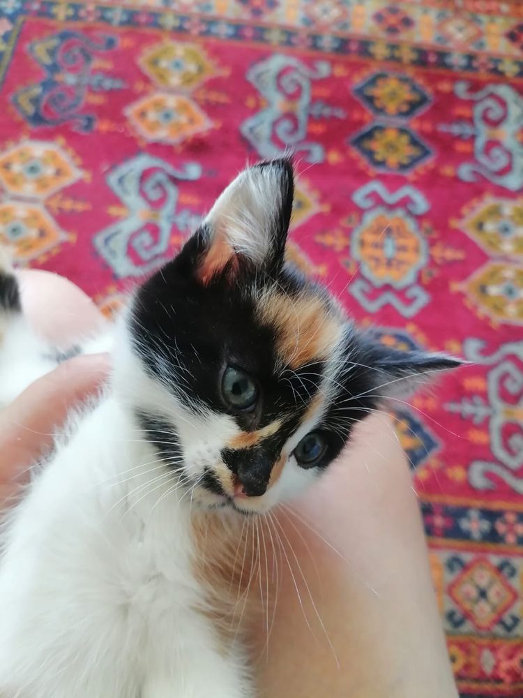 Отдам в добрые руки