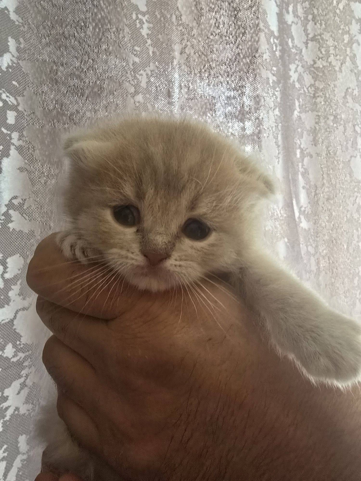 Продам котят породистых  вислрухих