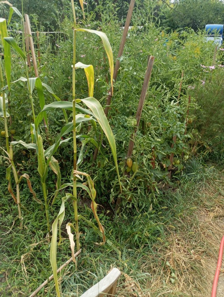 Продам дачу по кульджинке 9 соток